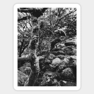 Magic Forest in Black and White Sticker